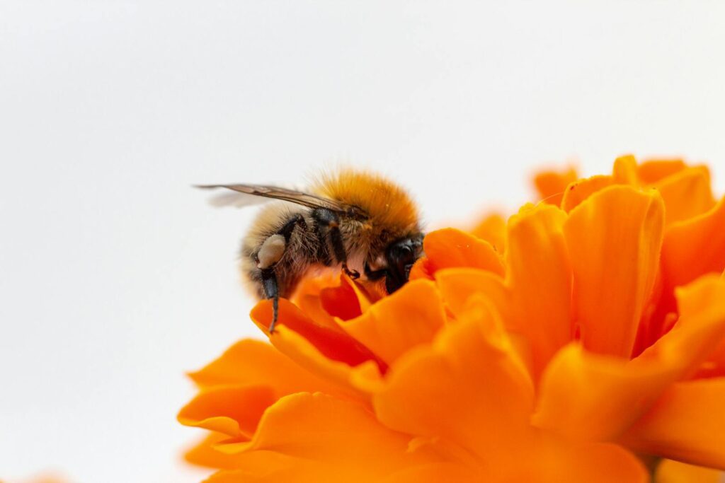 Tips for Eco-Friendly Gardening. Close-up of a honeybee pollinating a vibrant orange flower, showcasing nature's beauty. Tips for Eco-Friendly Gardening