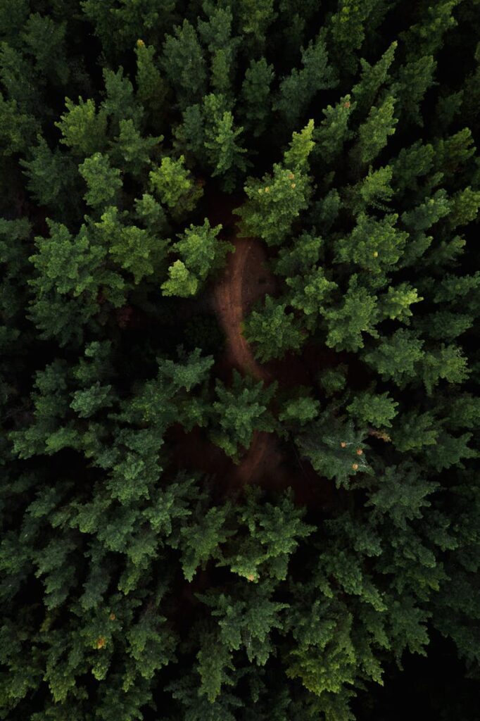 Tips for Eco-Friendly Gardening. Stunning aerial drone view of a dense evergreen forest, showcasing rich greenery and natural tranquility.