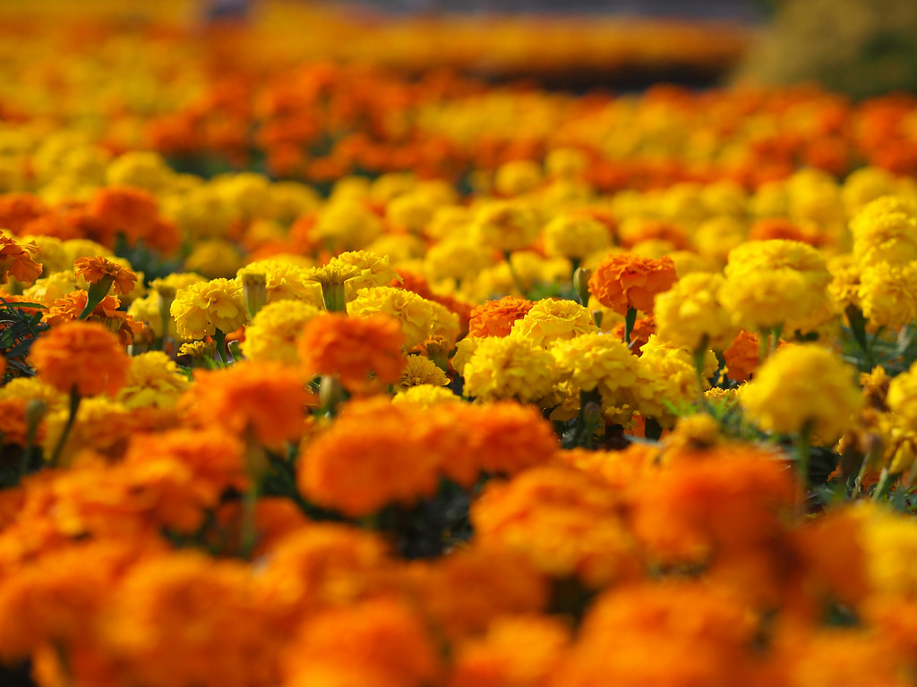 marigolds yellow and orange color, Tips for Eco-Friendly Gardening